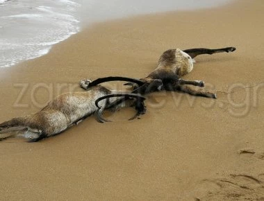 Σοκ! Η θάλασσα ξέβρασε δύο νεκρά κρι-κρι (φωτο)